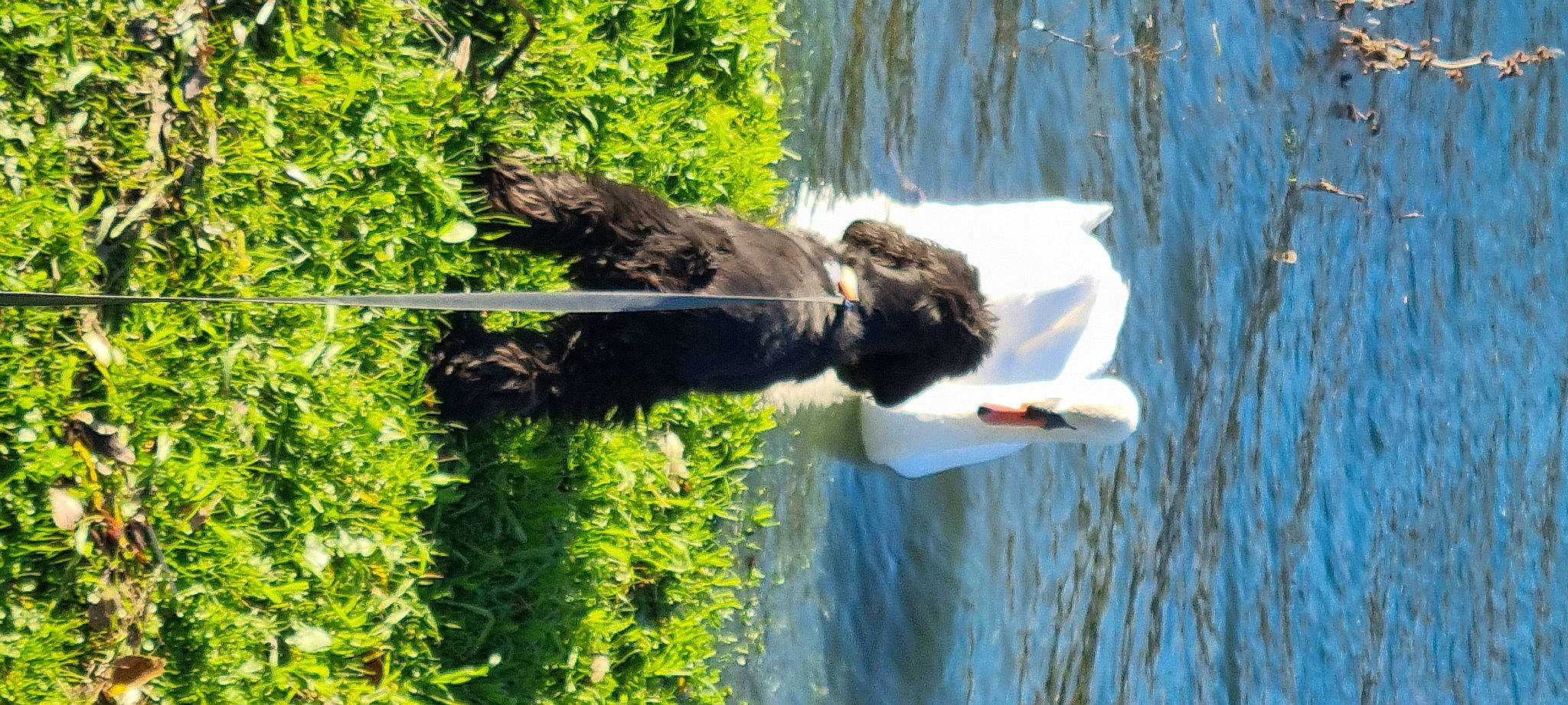 Holly a rejoint le concours — aidez-le/la à gagner de superbes lots ! _geese_and_swans, accipitridae, accipitriformes, beak, bird, ducks, eagle, falcon, falconiformes, grass, lake, plant, reflection, reservoir, sea_eagle, seabird, tail, terrestrial_animal, tree, water