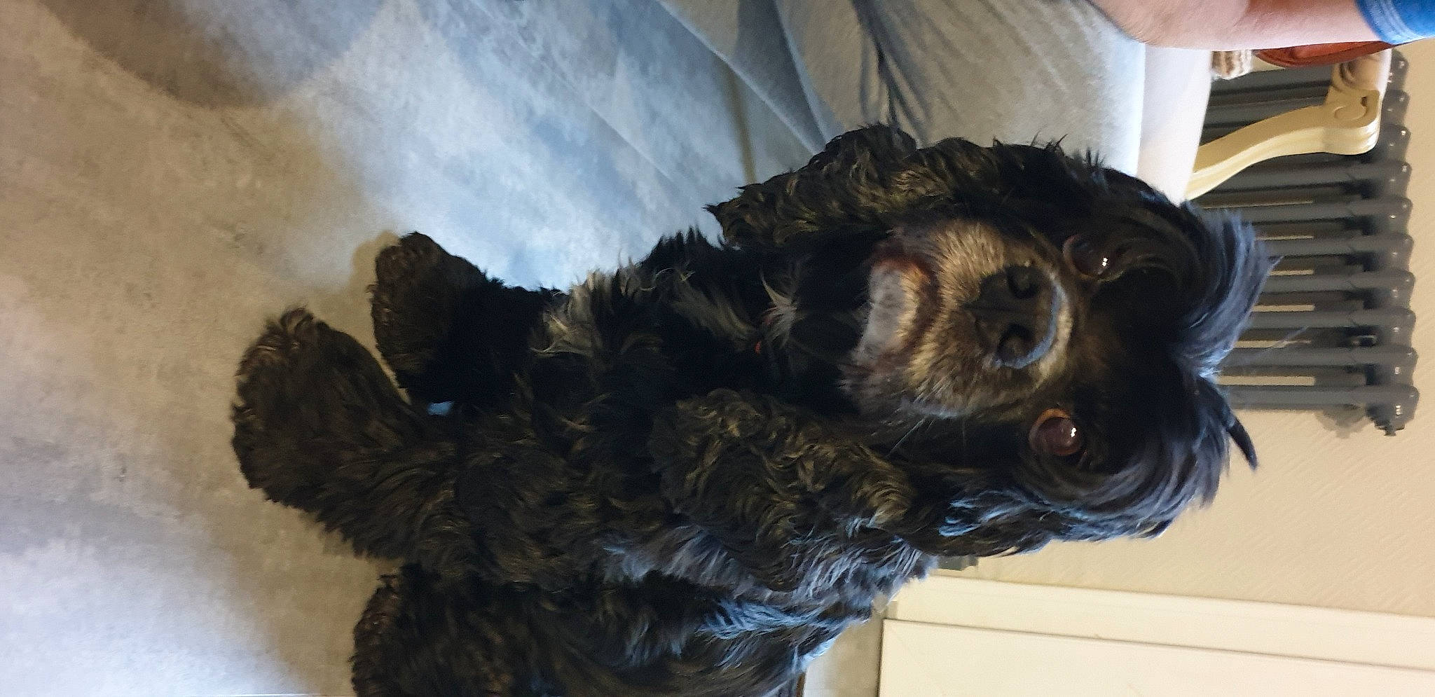 Holly participe au concours pour gagner de l'argent avec cette photo : carnivore, cockapoo, companion_dog, dog, dog_breed, fur, liver, schnauzer, small_terrier, spaniel, sporting_group, terrestrial_animal, terrier, toy_dog, water_dog, working_animal