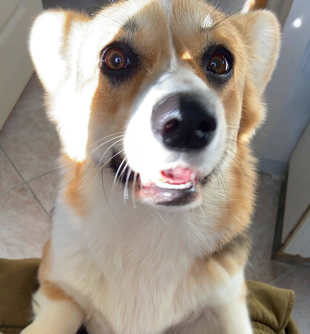 Lady participe au concours pour gagner de l'argent avec cette photo : ancient_dog_breeds, canidae, carnivore, collar, companion_dog, dog, dog_breed, dog_collar, fang, fawn, fur, leash, snout, sporting_group, terrestrial_animal, waste_container, welsh_corgi, whiskers, working_animal, working_dog