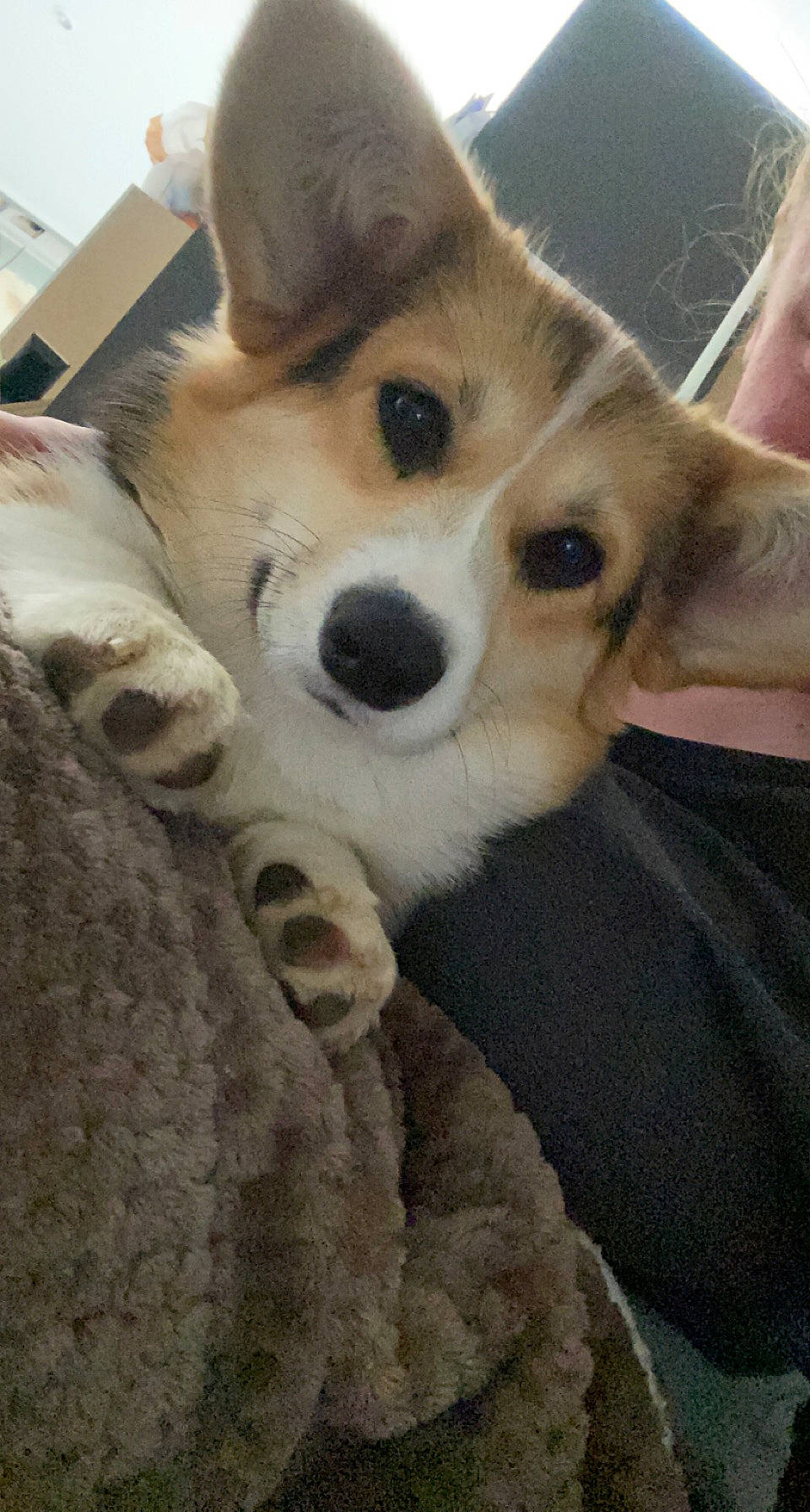 Lady participe au concours pour gagner de l'argent avec cette photo : canidae, carnivore, comfort, companion_dog, dog, dog_breed, door, ear, fawn, fur, non_sporting_group, paw, puppy, snout, sporting_group, tail, terrestrial_animal, whiskers, working_animal, working_dog