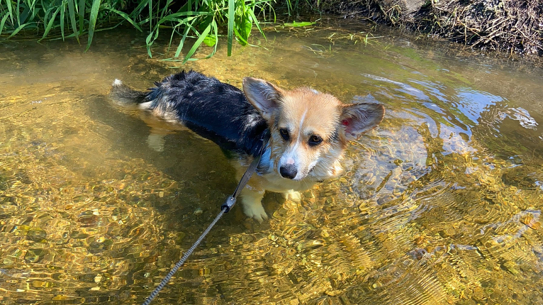 Lady participe au concours pour gagner de l'argent avec cette photo : biome, canidae, carnivore, companion_dog, dog, dog_breed, fawn, grass, grass_family, herding_dog, natural_landscape, plant, snout, soil, sporting_group, texas_heeler, water, water_resources, watercourse, working_animal