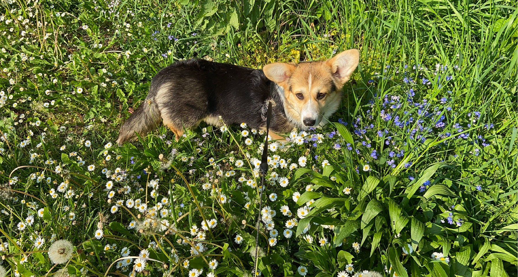Lady participe au concours pour gagner de l'argent avec cette photo : canidae, carnivore, companion_dog, dog, dog_breed, fawn, flower, grass, grass_family, grassland, groundcover, herbaceous_plant, meadow, natural_landscape, people_in_nature, plant, sporting_group, tail, terrestrial_animal, vegetation
