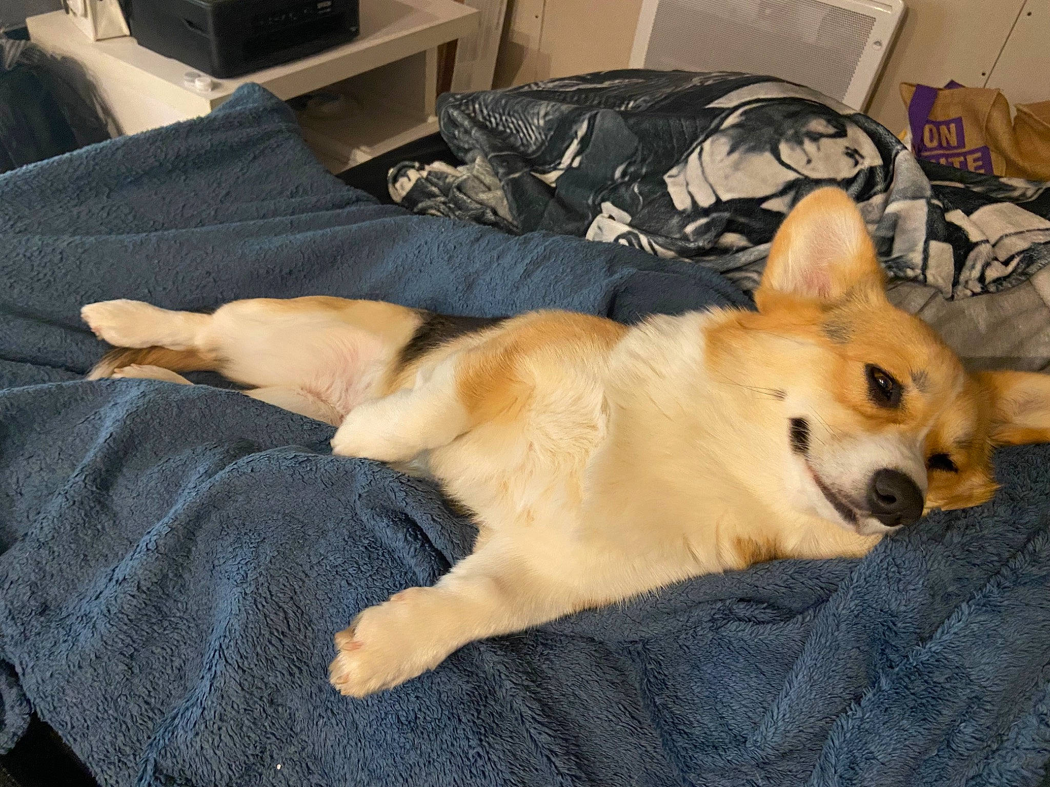 Lady a rejoint le concours — aidez-le/la à gagner de superbes lots ! canidae, carnivore, comfort, companion_dog, computer_keyboard, dog, dog_breed, dog_supply, fawn, fur, home_appliance, peripheral, room, snout, spitz, sporting_group, tail, television, whiskers, working_animal