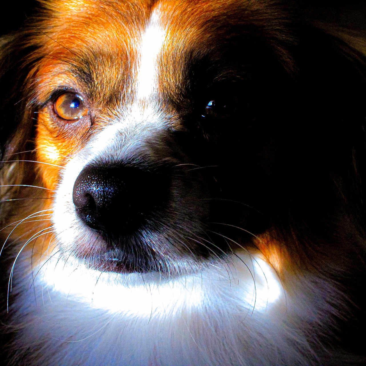 Tony is registered to the contest to win money with this photo: animal, beagle, canine, cockerspaniel, collie, dog, hound, papillon, pet, puppy, snout, terrier