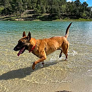 Nala participe au concours pour gagner de l'argent avec cette photo : dog, water, lake, outdoor, nature, animal, canine, tongue_out, collar, summer, sunny, trees, forest, sand, playful, happy, pet, walking, daytime, blue_sky