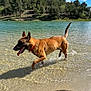 dog, water, lake, outdoor, nature, animal, canine, tongue_out, collar, summer, sunny, trees, forest, sand, playful, happy, pet, walking, daytime, blue_sky