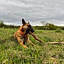 Nala participe au concours pour gagner de l'argent avec cette photo : dog, grass, outdoor, nature, stick, canine, animal, field, collar, brown_coat, chewing, lying, cloudy_sky, greenery, pet, muzzle, ears, snout, daytime, landscape