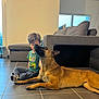 Nala a rejoint le concours — aidez-le/la à gagner de superbes lots ! boy, dog, indoor, floor, tile, couch, child, pet, brown_dog, casual_clothing, natural_light, home, companionship, sitting, young, curious, relaxed, domestic, loyalty, friendship