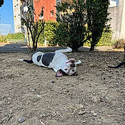 Urka participe au concours pour gagner de l'argent avec cette photo : dog, black_and_white, lying_down, upside_down, dirt, outdoor, urban, bushes, apartment_building, daytime, playful, relaxed, pet, canine, animal, nature, ground, sunlight, cheerful, ears