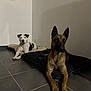 Urka participe au concours pour gagner de l'argent avec cette photo : dog, indoor, tile_floor, pet_bed, black_and_white, tan_and_black, relaxed, alert, companion, animal, canine, two_dogs, resting, floor, domestic, quiet, home, pet, looking, ears_up