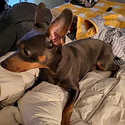 Chapo is registered to the contest to win money with this photo: bed, bedroom, blanket, brown_coat, comforter, cozy, dog, domestic_animal, ears, ears_up, fur, gazing, home, indoor, miniature_pinscher, paw, pet, puppy, resting, tan_markings