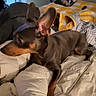 bed, bedroom, blanket, brown_coat, comforter, cozy, dog, domestic_animal, ears, ears_up, fur, gazing, home, indoor, miniature_pinscher, paw, pet, puppy, resting, tan_markings
