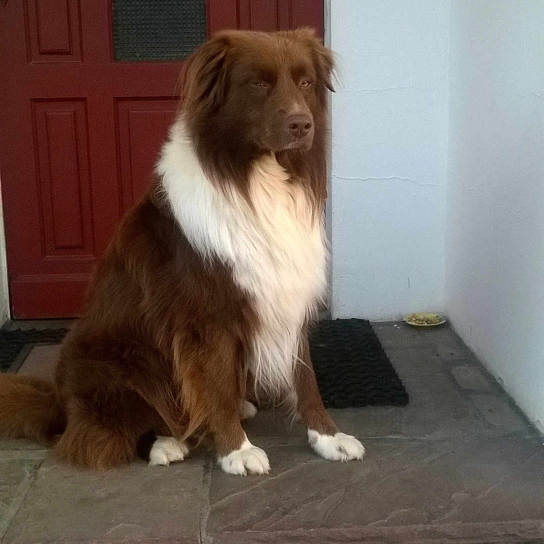 Smille participe au concours pour gagner de l'argent avec cette photo : animal, brown, calm, canine, companion, dog, door, fur, home, house, indoor_outdoor, pet, porch, portrait, quiet, red_door, sitting, stone_floor, waiting, white