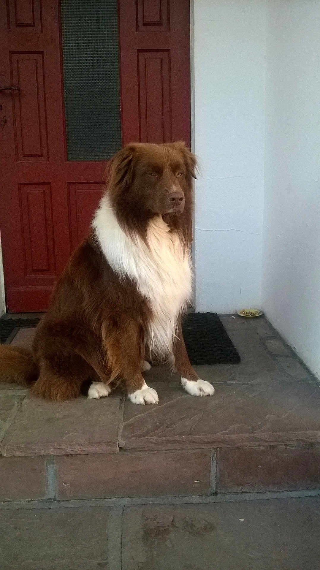 Smille participe au concours pour gagner de l'argent avec cette photo : animal, brown, calm, canine, companion, dog, door, fur, home, house, indoor_outdoor, pet, porch, portrait, quiet, red_door, sitting, stone_floor, waiting, white