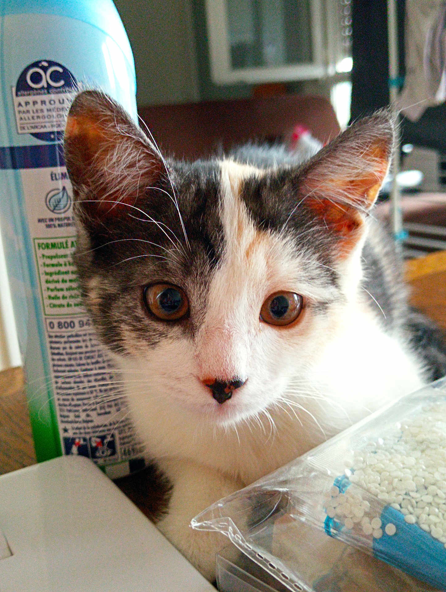 Lyly participe au concours pour gagner de l'argent avec cette photo : cat, kitten, indoor, close_up, curious, brown_eyes, whiskers, fur, pet, animal, domestic, table, bottle, plastic, household, focus, young, cute, feline, portrait
