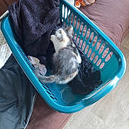 Lyly a rejoint le concours — aidez-le/la à gagner de superbes lots ! kitten, cat, laundry_basket, clothes, couch, indoor, brown, teal, floor, pet, animal, furniture, blanket, black_clothes, white, orange, gray, playful, motion_blur, cozy