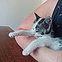 Lyly participe au concours pour gagner de l'argent avec cette photo : kitten, cat, person, arm, stretching, table, indoor, feline, pet, white, gray, fur, resting, closeup, domestic, animal, cute, sleepy, comfort, holding