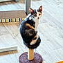 cat, calico_cat, scratching_post, indoor, flooring, wooden_floor, pet, animal, curious, sitting, looking, furniture_leg, scratching_mat, home, domestic, feline, ears, tail, whiskers, cute
