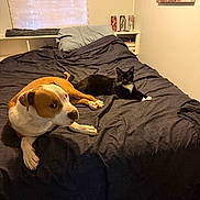 Waylon is registered to the contest to win money with this photo: dog, cat, bed, blanket, pillow, window, curtain, animal, indoor, pet, fur, resting, black_cat, brown_dog, cozy, furniture, room, wall_art, sleeping_area, domestic
