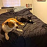 dog, cat, bed, blanket, pillow, window, curtain, animal, indoor, pet, fur, resting, black_cat, brown_dog, cozy, furniture, room, wall_art, sleeping_area, domestic