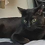 Sir Binx joined the competition — help win amazing prizes! bed, bedding, black_cat, blanket, cat, close_up, clutter, cords, feline, furniture, green_eyes, headboard, indoor, mysterious, nightstand, pet, pillow, portrait, relaxing, whiskers