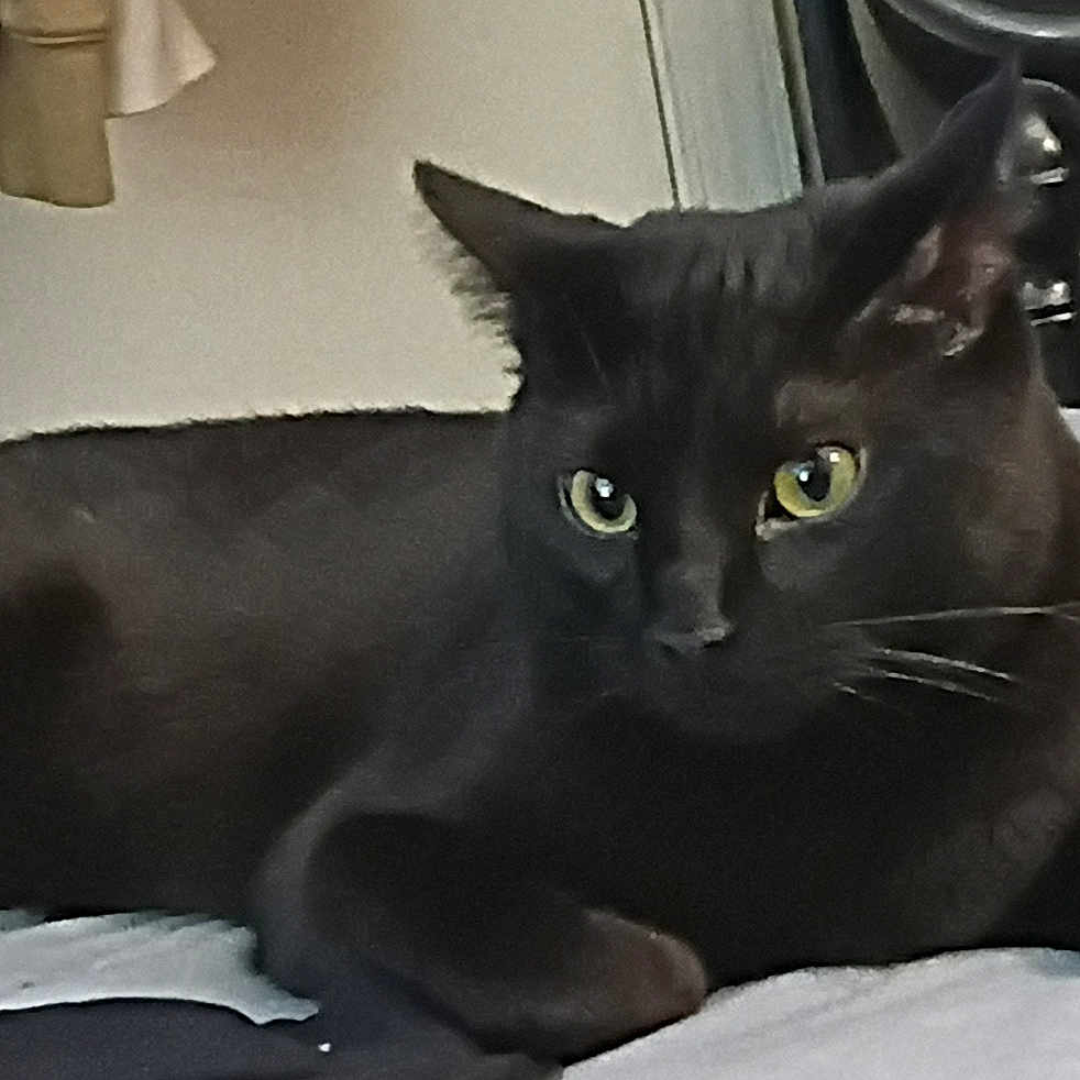 Sir Binx joined the competition — help win amazing prizes! bed, bedding, black_cat, blanket, cat, close_up, clutter, cords, feline, furniture, green_eyes, headboard, indoor, mysterious, nightstand, pet, pillow, portrait, relaxing, whiskers