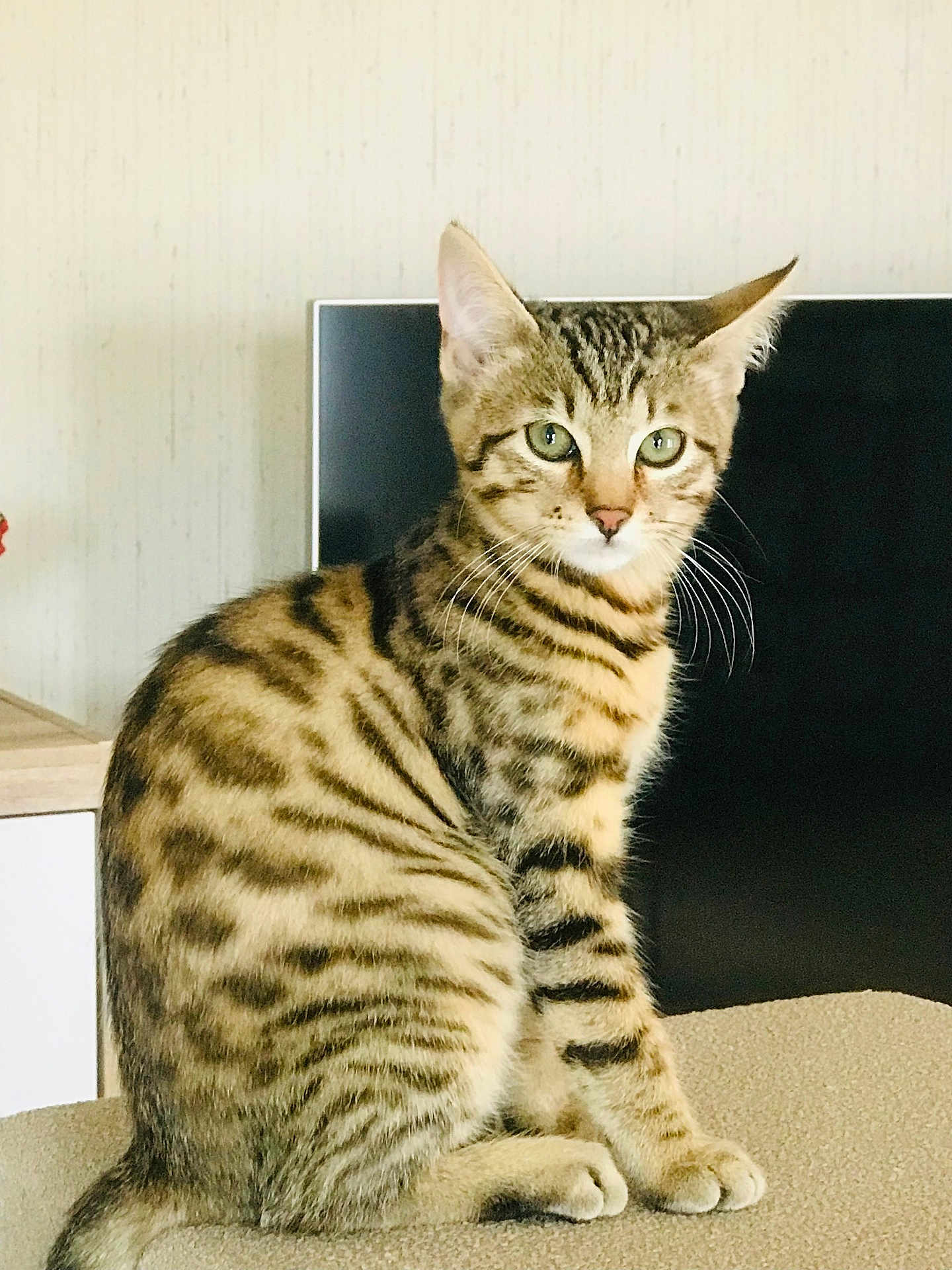 Simba