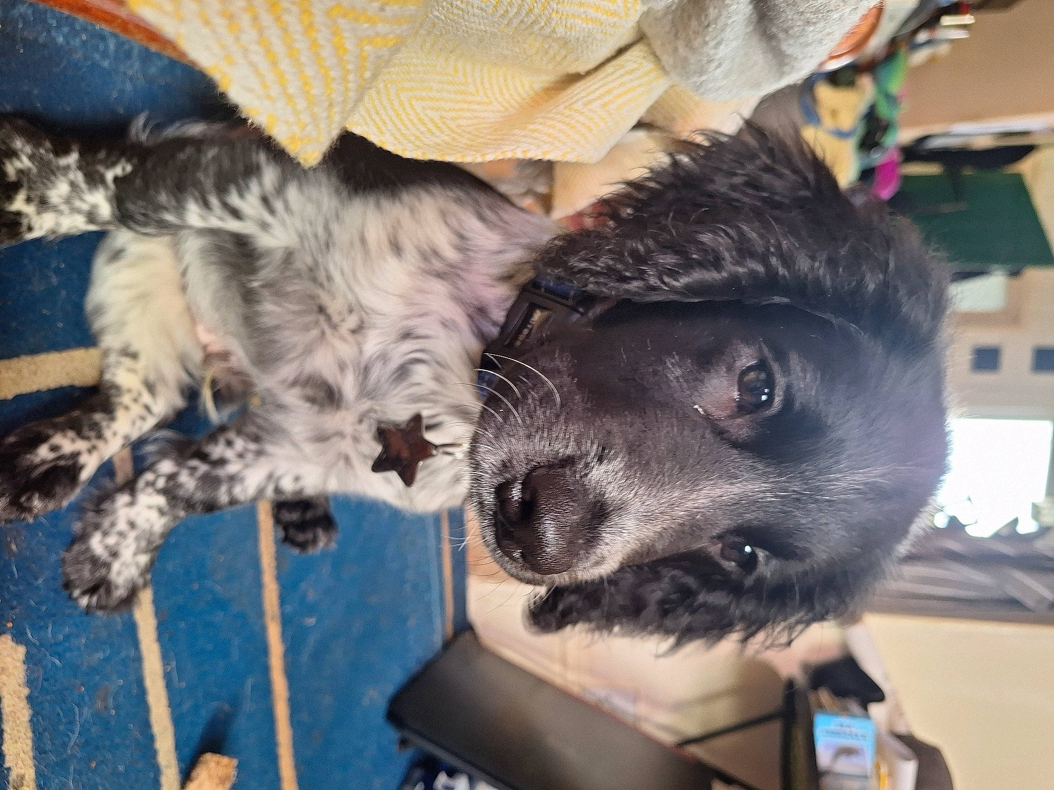 Rocket is registered to the contest to win money with this photo: canidae, carnivore, companion_dog, dog, dog_breed, fawn, felidae, fur, non_sporting_group, paw, small_terrier, small_to_medium_sized_cats, snout, sporting_group, tail, terrier, toy_dog, whiskers, working_animal