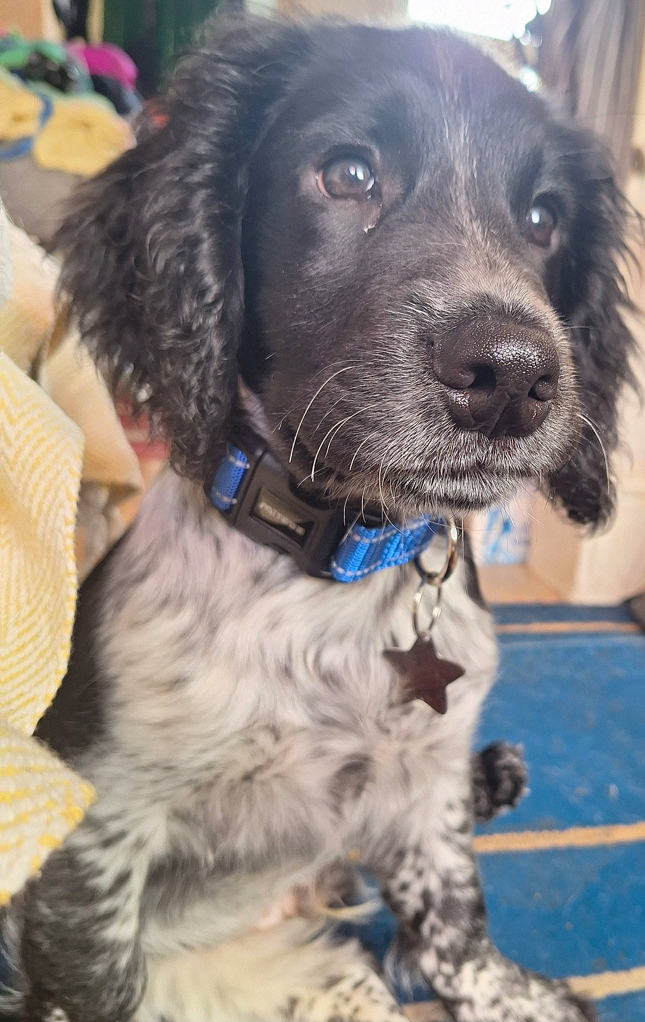 Rocket joined the competition — help win amazing prizes! canidae, carnivore, collar, companion_dog, dog, dog_breed, dog_collar, dog_supply, fur, gun_dog, hunting_dog, leash, liver, snout, spaniel, sporting_group, whiskers, working_animal, working_dog