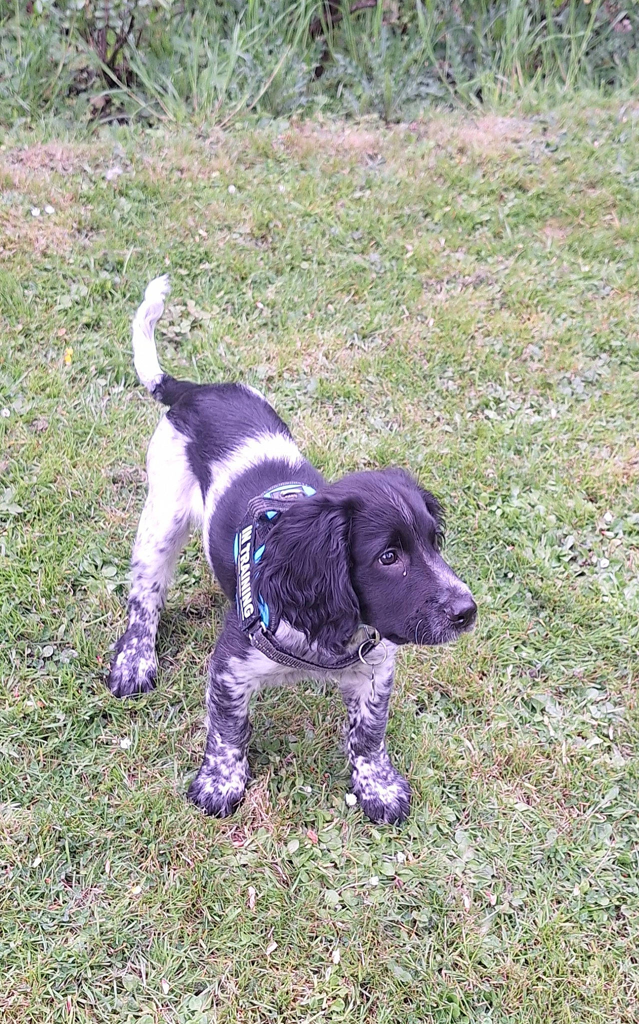 Rocket is registered to the contest to win money with this photo: braque_dauvergne, carnivore, collar, companion_dog, dog, dog_breed, dog_collar, grass, gun_dog, hunting_dog, liver, plant, pointing_breed, soil, spaniel, sporting_group, tail, terrestrial_animal, working_animal, working_dog