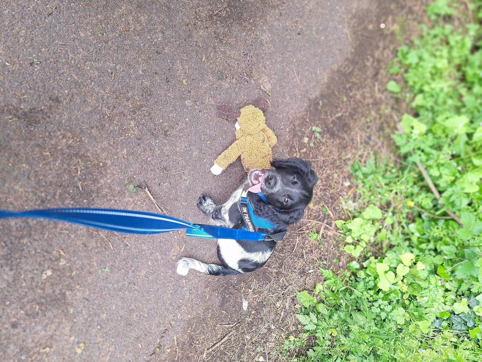 Rocket joined the competition — help win amazing prizes! annual_plant, asphalt, concrete, electric_blue, fashion_accessory, glove, grass, grass_family, groundcover, litter, plant, recreation, road, road_surface, shadow, shrub, sidewalk, soil, tail, tar