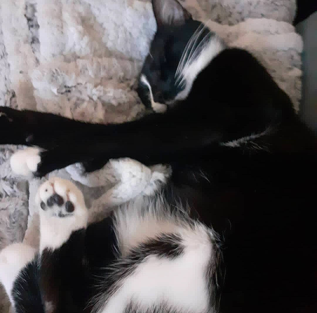 Fifille a rejoint le concours — aidez-le/la à gagner de superbes lots ! carnivore, cat, claw, comfort, dog_breed, domestic_short_haired_cat, felidae, foot, fur, monochrome_photography, paw, small_to_medium_sized_cats, tail, terrestrial_animal, whiskers