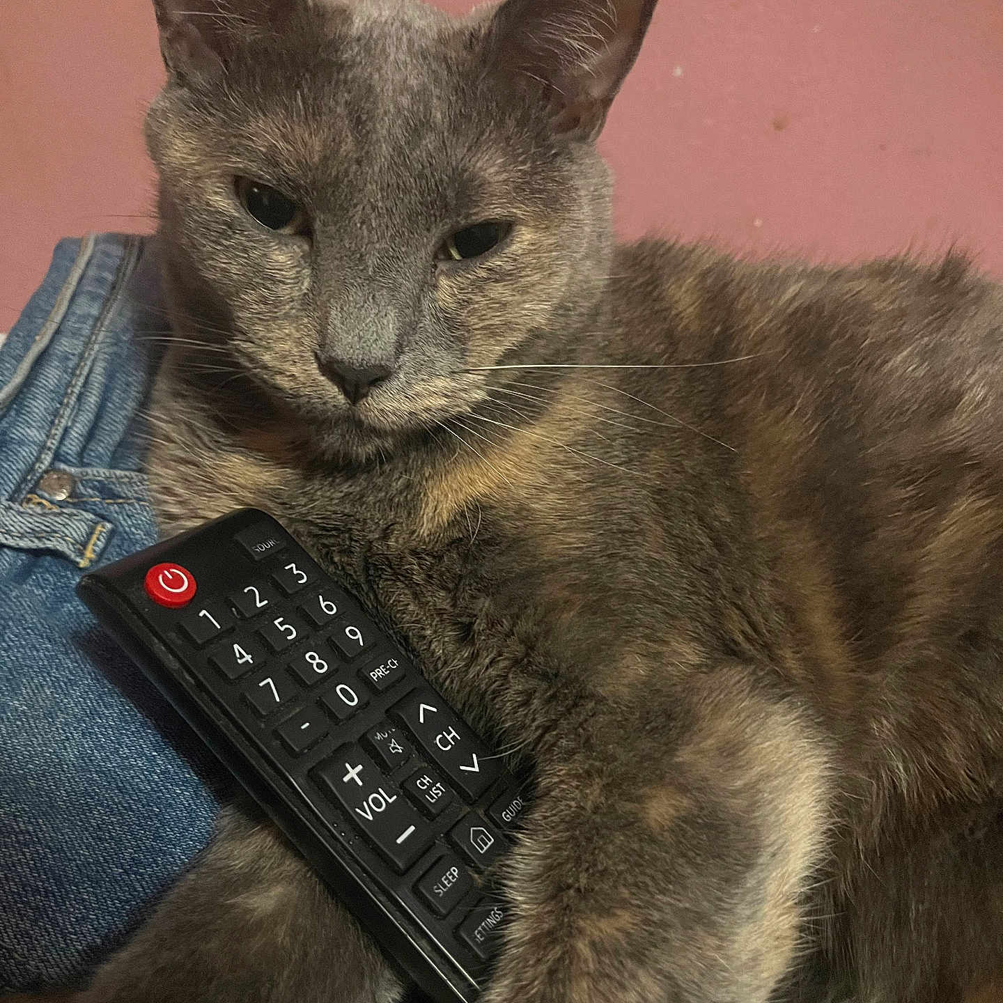Tee-Teas is registered to the contest to win money with this photo: animal, cat, close_up, comfort, cute, denim, domestic_animal, feline, fur, gray_cat, home, household_item, indoor, paw, pet, pink_wall, relaxed, remote_control, resting, whiskers