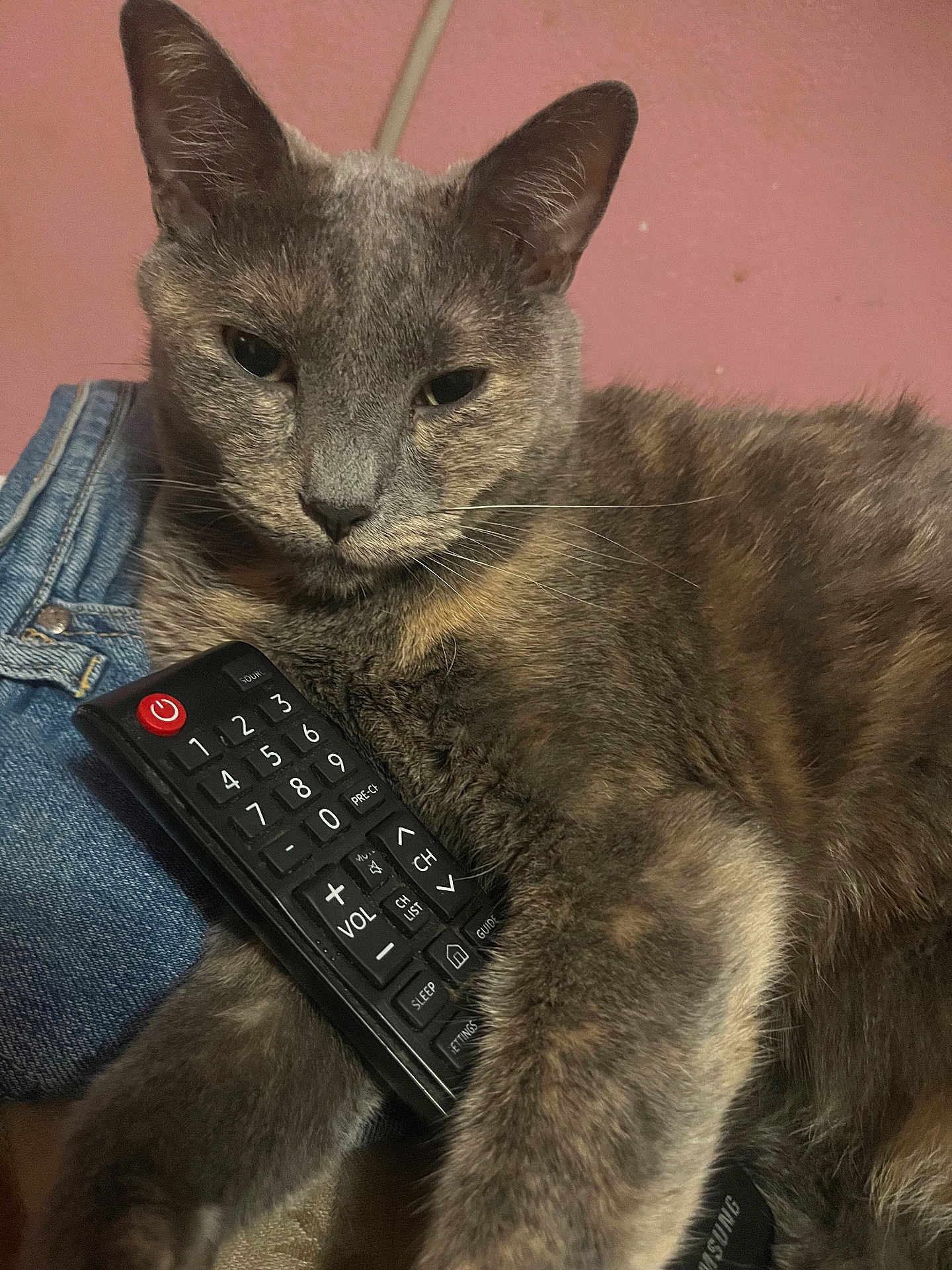 Tee-Teas is registered to the contest to win money with this photo: cat, gray_cat, remote_control, paw, denim, pink_wall, indoor, pet, feline, relaxed, close_up, fur, whiskers, household_item, resting, comfort, domestic_animal, cute, animal, home