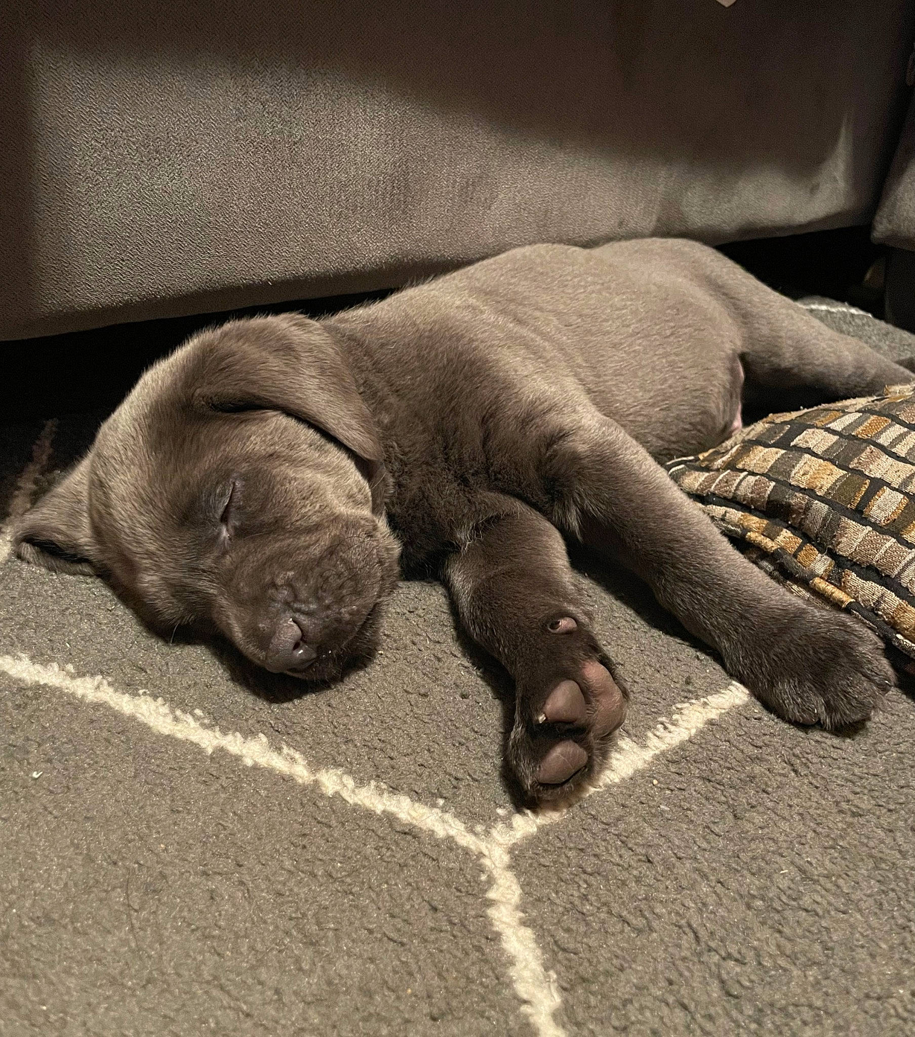 Coal is registered to the contest to win money with this photo: carnivore, claw, comfort, elbow, flesh, flooring, foot, fur, grey, human_leg, monochrome_photography, nail, paw, snout, tail, terrestrial_animal, wood, working_animal, wrinkle, wrist