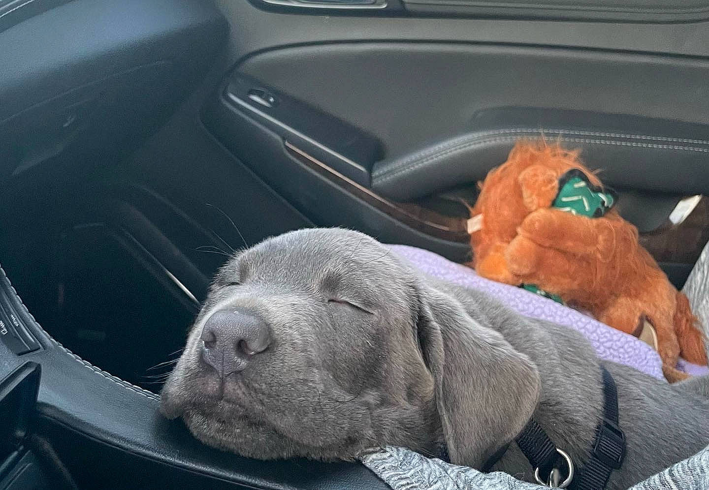 Coal is registered to the contest to win money with this photo: auto_part, automotive_design, automotive_exterior, automotive_lighting, car, carnivore, comfort, family_car, hood, luxury_vehicle, motor_vehicle, personal_luxury_car, snout, stuffed_toy, terrestrial_animal, vehicle, vehicle_door, whiskers, window, windshield