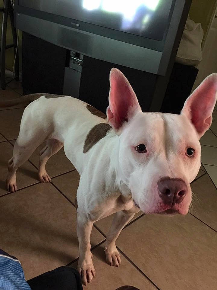 Sookie joined the competition — help win amazing prizes! bull_terrier, canidae, carnivore, companion_dog, dog, dog_breed, ear, eye, fawn, flooring, gull_terr, human_body, jaw, old_english_terrier, snout, sporting_group, tail, television, terrestrial_animal, whiskers