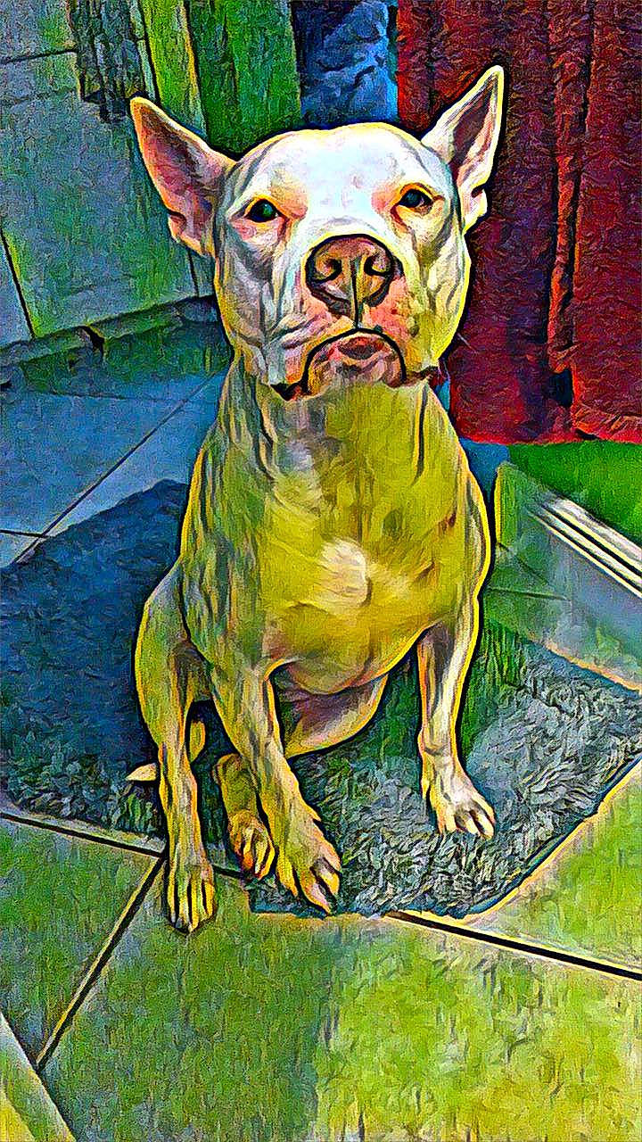 Sookie is registered to the contest to win money with this photo: art, bulldog, canidae, carnivore, companion_dog, dog, dog_breed, fawn, felidae, fictional_character, grass, illustration, lawn_ornament, painting, sculpture, snout, sporting_group, terrestrial_animal, whiskers, working_animal