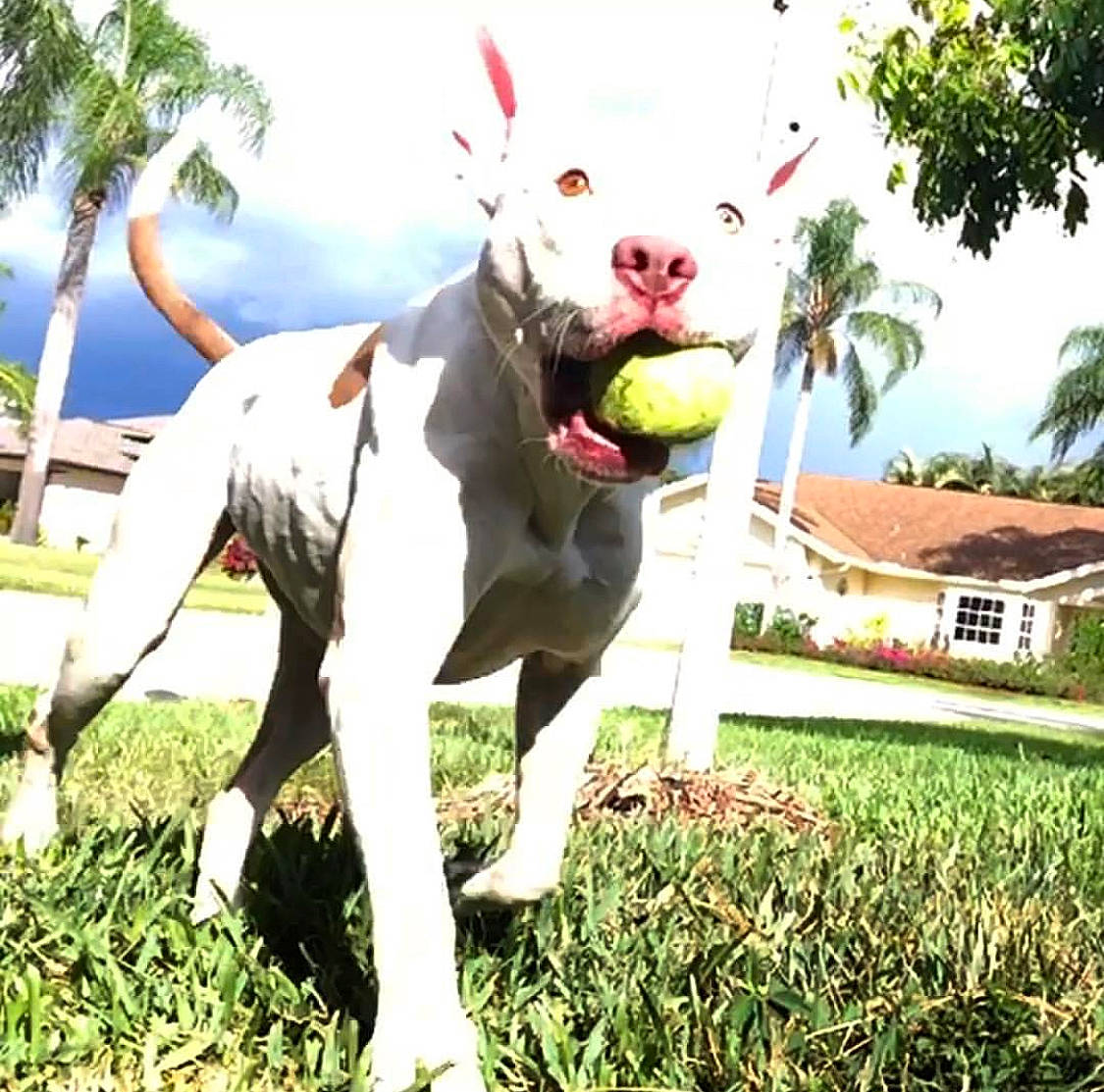 Sookie is registered to the contest to win money with this photo: bull_terrier_miniature, canidae, carnivore, cloud, collar, companion_dog, dog, dog_breed, dog_collar, english_white_terrier, grass, happy, landscape, plant, sky, sports_equipment, tail, tree, window, working_animal