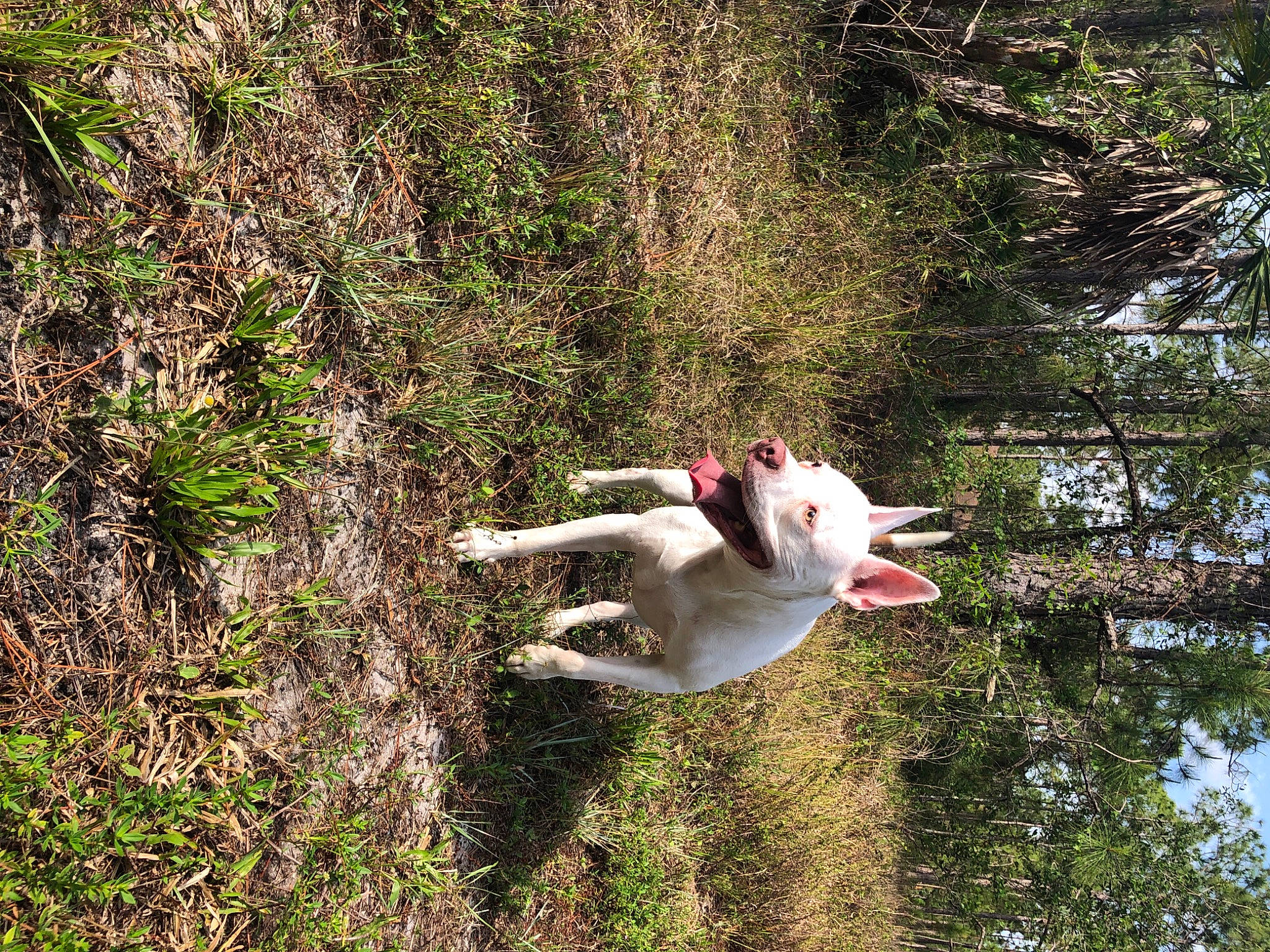Sookie joined the competition — help win amazing prizes! _geese_and_swans, beak, botany, carnivore, dog_breed, duck, ducks, fawn, grass, grass_family, groundcover, people_in_nature, plant, shrub, sporting_group, tail, tree, vegetation, water, water_bird