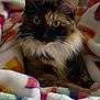Poppy is registered to the contest to win money with this photo: cat, calico_cat, pet, animal, feline, green_eyes, fur, whiskers, blanket, cozy, soft, colorful, indoor, closeup, portrait, relaxing, cute, sitting, warm, comfort