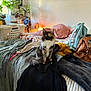 cat, bed, clothes, laundry, pillow, bag, backpack, indoor, plant, greenery, window, light, furniture, fur, pet, animal, cozy, room, fabric, textile