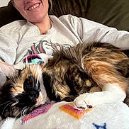 Poppy joined the competition — help win amazing prizes! cat, person, smile, blanket, couch, fur, resting, indoor, calico_cat, comfort, cozy, warm, relaxation, pet, animal, whiskers, clothing, happy, fur_pattern, home