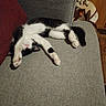 cat, black_and_white, couch, furniture, indoor, pet, relaxed, sleeping, stretching, upside_down, paw, whiskers, cozy, home, red_cushion, gray_fabric, wood_floor, stuffed_animal, corner, animal