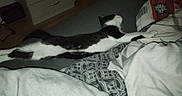 Bambou participe au concours pour gagner de l'argent avec cette photo : cat, bed, blanket, sleeping, black_and_white, furniture, indoor, dorm_room, drawer, patterned_bedding, cozy, resting, pet, animal, fur, stretching, quiet, comfort, relaxation, domestic