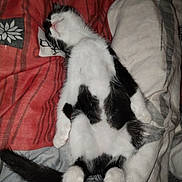 Bambou participe au concours pour gagner de l'argent avec cette photo : cat, black_and_white, lying_down, bed, blanket, sleeping, relaxed, fur, whiskers, tail, paw, indoor, pet, animal, cute, cozy, resting, soft, striped_blanket, pattern