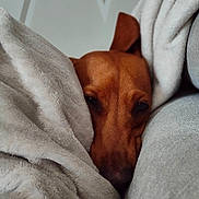 Rey participe au concours pour gagner de l'argent avec cette photo : animal, blanket, brown_dog, canine, closeup, comfort, cozy, cute, dog, face, fur, hidden, indoors, pet, relaxation, resting, sleepy, snuggle, soft_texture, warm