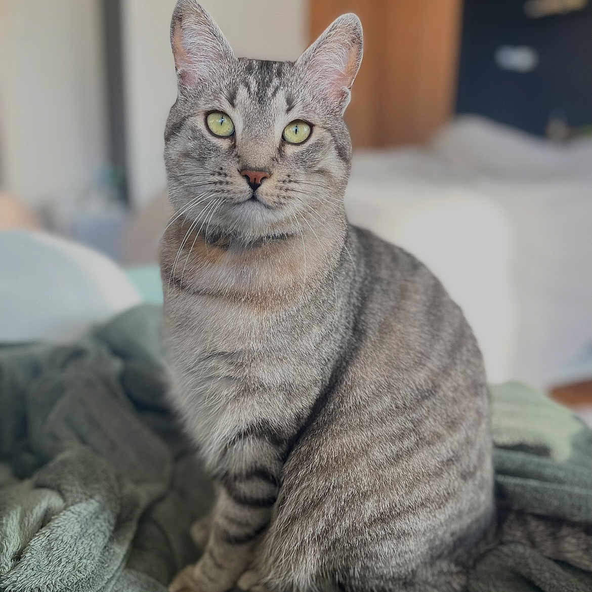Potter participe au concours pour gagner de l'argent avec cette photo : abyssinian, animal, bed, blanket, cat, couch, egyptiancat, furniture, gray, homedecor, indoors, kitten, linen, manx, pet, siamese
