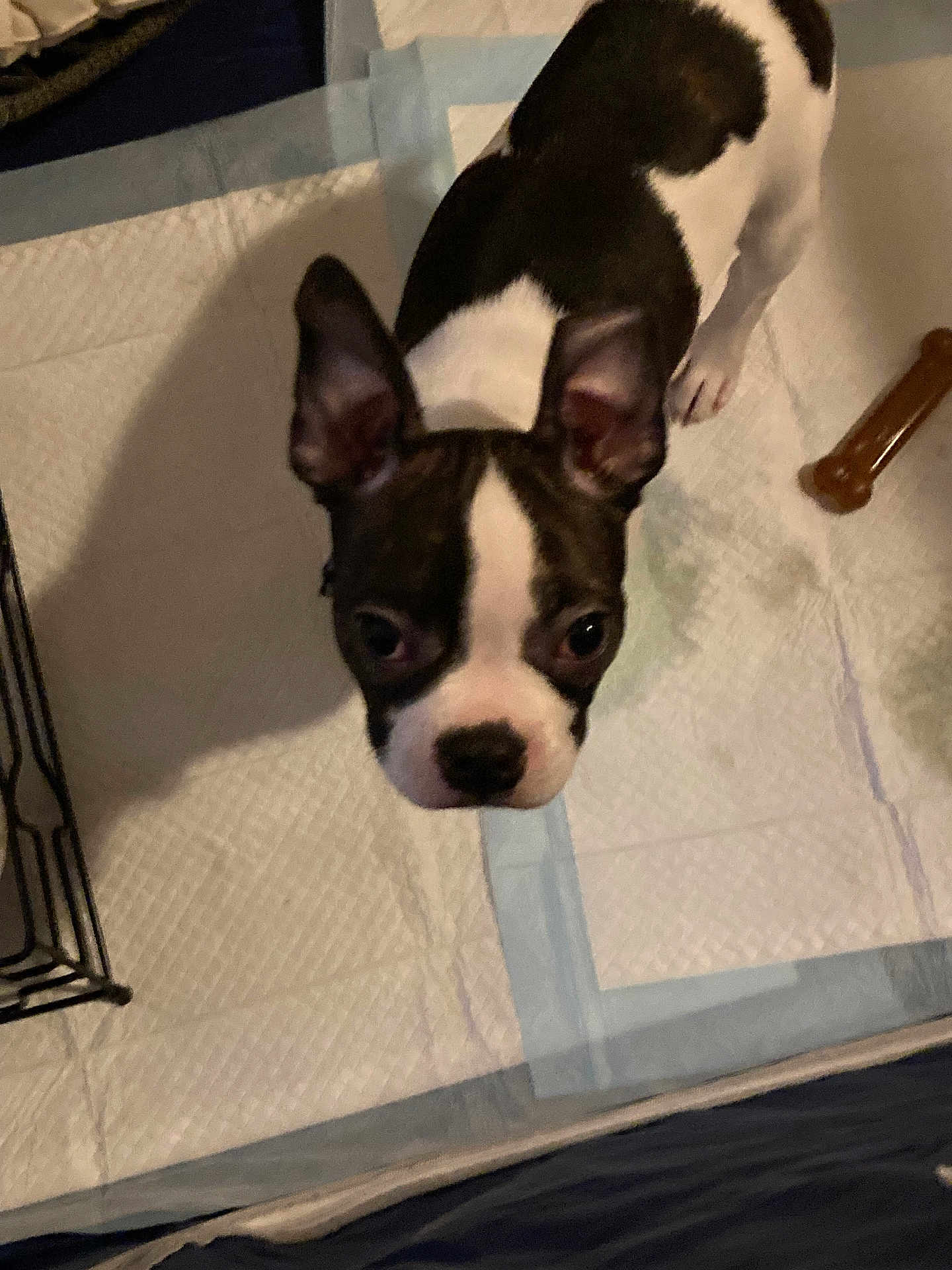 Rocco joined the competition — help win amazing prizes! dog, puppy, boston_terrier, pet, training_pad, chew_toy, indoor, curious, ears, black_and_white, floor, looking_up, animal, canine, young_dog, close_up, pet_care, small_dog, companion, cute