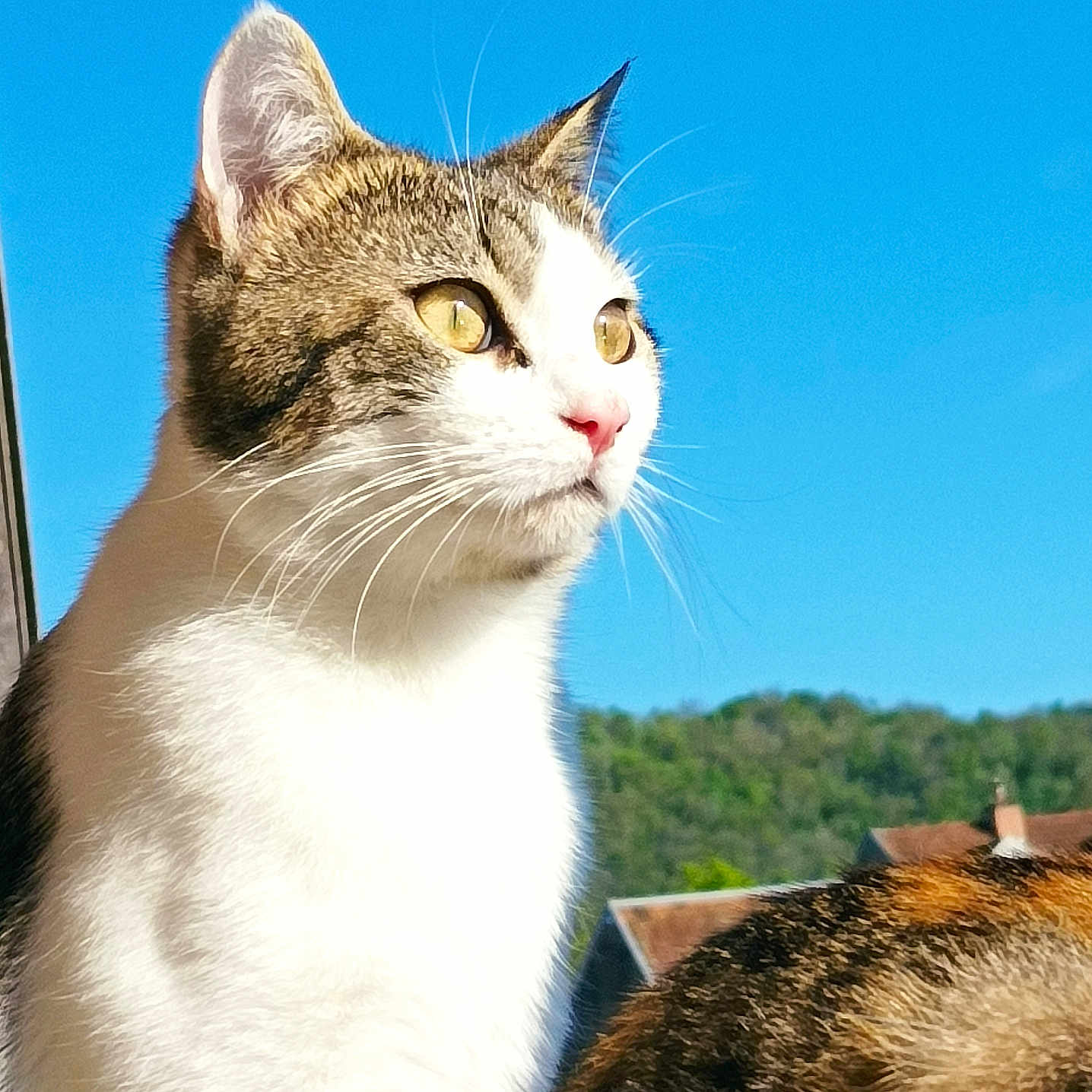 Logan a rejoint le concours — aidez-le/la à gagner de superbes lots ! abyssinian, angora, animal, canine, cat, dog, egyptiancat, kitten, manx, pet, siamese